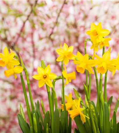 Zarte Frühlingsgrüße: Die Top 5 der Frühjahrsblüher