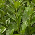 Prunus laurocerasus 'Rotundifolia'