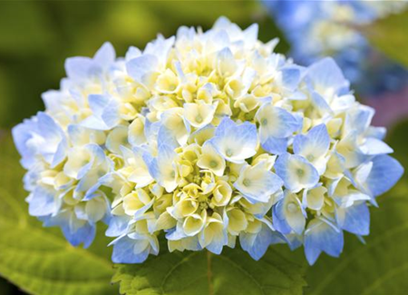 Hortensienarten und ihre wundervollen Eigenschaften Hortensienarten und ihre wundervollen Eigenschaften