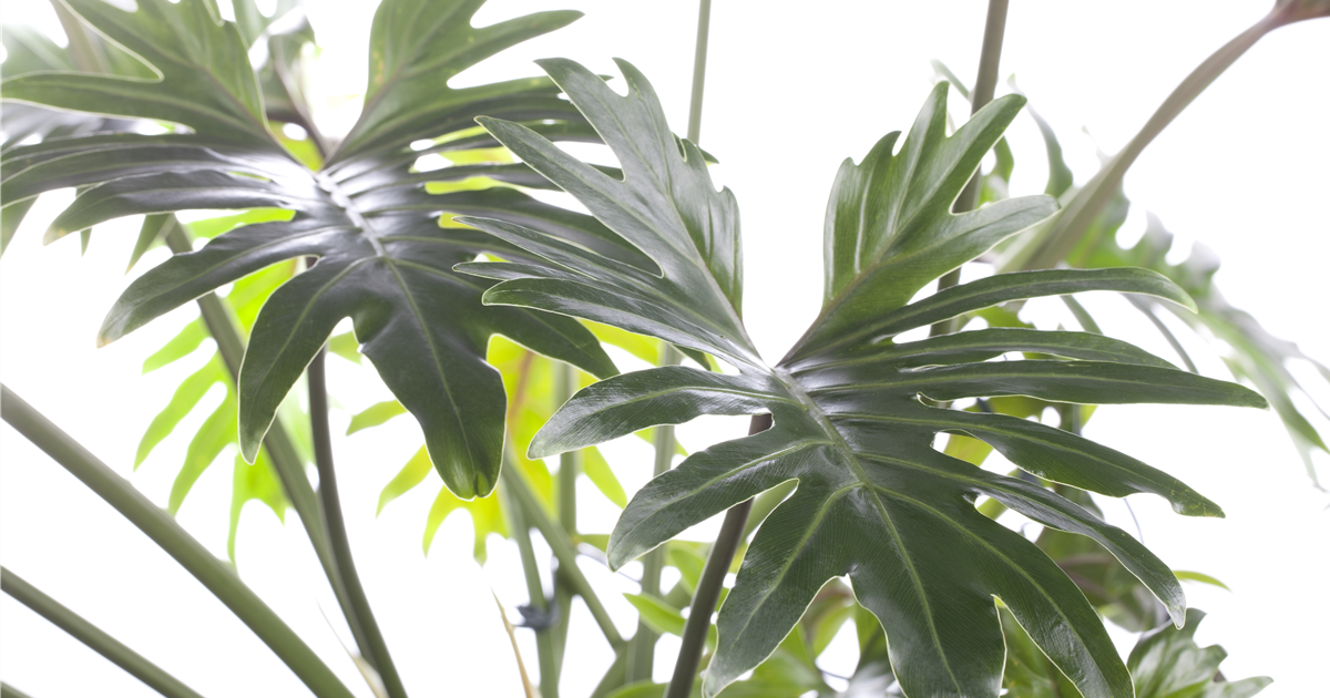 philodendron hastatum silver sword pflege Philodendron hastatum Silver Sword — Ecuagenera Europe GmbH main image 1