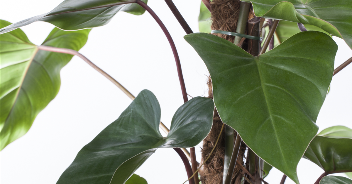 Philodendron erubescens 'Red Emerald', Philodendron 'Red Emerald'