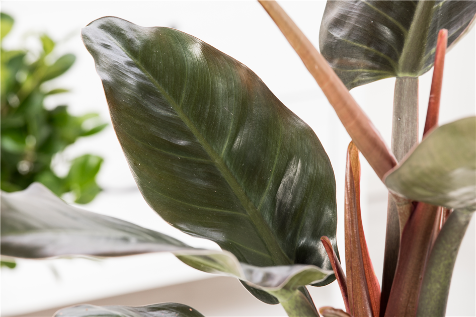 Philodendron erubescens 'Red Emerald', Philodendron 'Red Emerald'