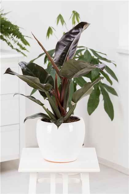 Philodendron erubescens 'Red Emerald', Philodendron 'Red Emerald'
