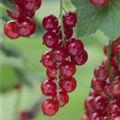 Ribes rubrum