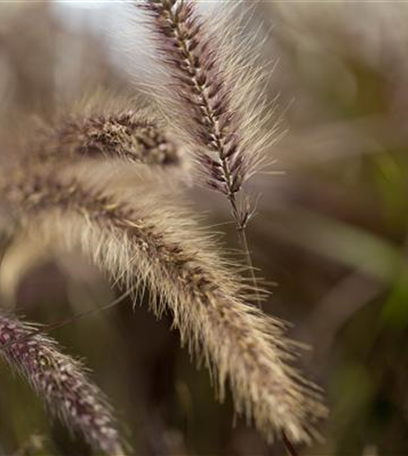 Ziergräser im Garten sind vielfältig einsetzbar