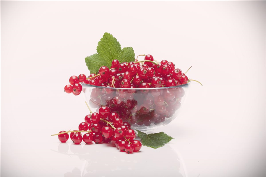 Johannisbeere 'Rolan'