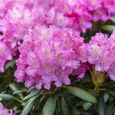 Rhododendron-Hybride 'Anastasia'®