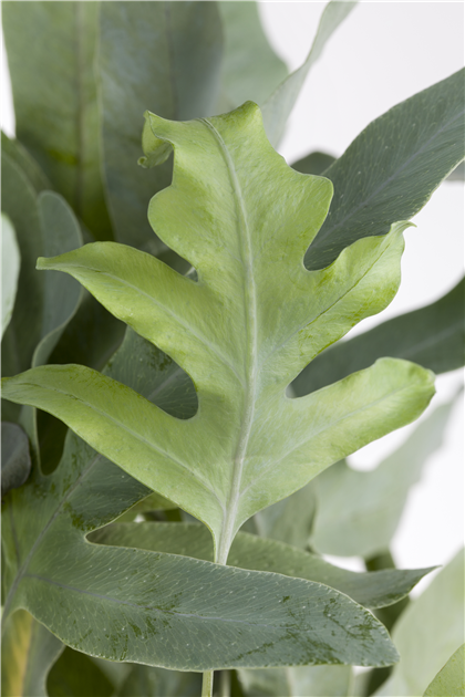 wie sieht ein gummibaum aus Gummibaum – ruuds main image 0