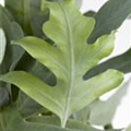 Phlebodium aureum 'Blue Star'