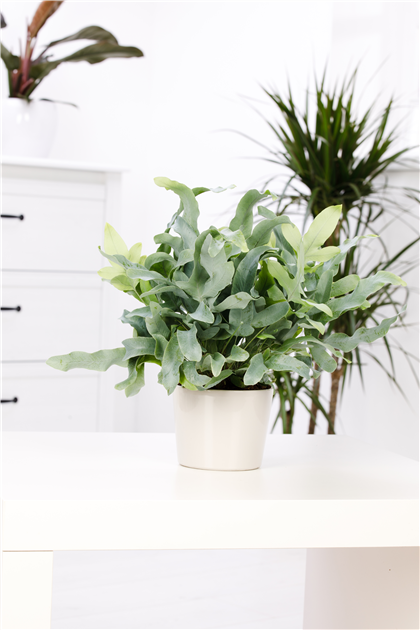 Phlebodium aureum 'Blue Star', Blauer Tpfelfarn