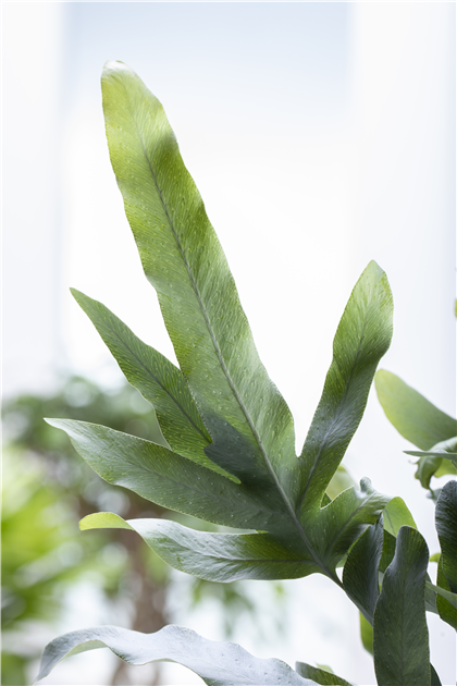 Phlebodium aureum 'Blue Star', Blauer Tpfelfarn