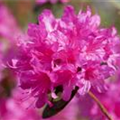 Rhododendron 'Anna Baldsiefen'
