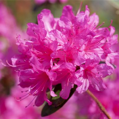 Rhododendron 'Anna Baldsiefen'