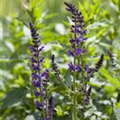 Salvia nemorosa 'Mainacht'