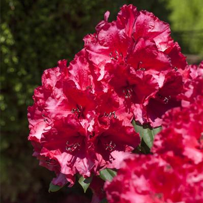 Rhododendron-Hybride 'Attraktion'