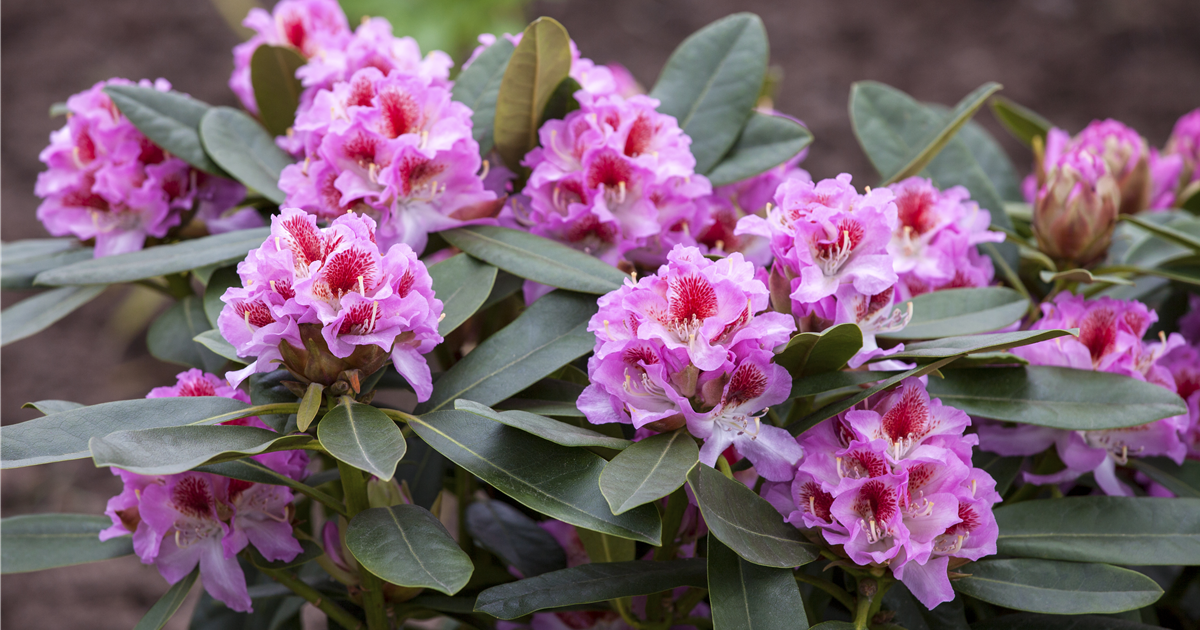 Rhododendron 'Belami'