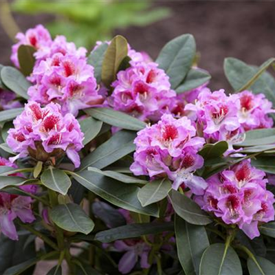 Rhododendron 'Belami'®