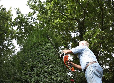 Eibe - Zurückschneiden mit der Heckenschere Eibe - Zurückschneiden mit der Heckenschere