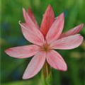 Schizostylis coccinea