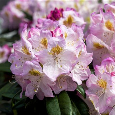 Rhododendron-Hybride 'Brigitte'