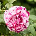 Rosa x damascena