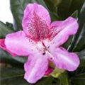 Rhododendron 'Cosmopolitan'