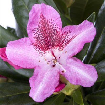 Rhododendron-Hybride 'Cosmopolitan'