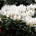 Rhododendron 'Cunningham´s White'