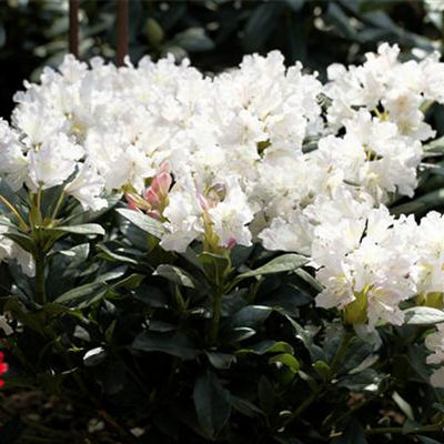 Rhododendron 'Cunningham's White'