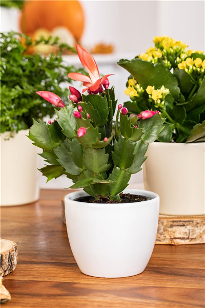 Weihnachtskaktus Weihnachtskaktus