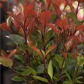 Photinia fraseri 'Compacta'
