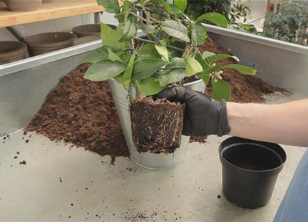 Zitronen - Umtopfen Zitronen - Umtopfen