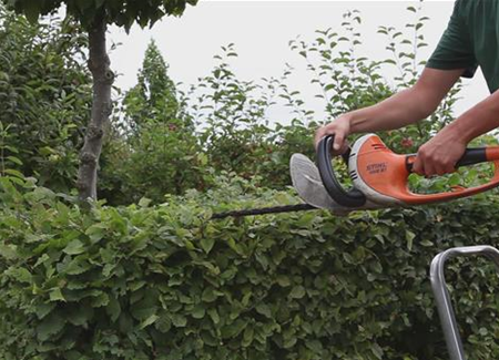 Hainbuche - Heckenförmig zurückschneiden Hainbuche - Heckenförmig zurückschneiden