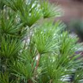 Sciadopitys verticillata