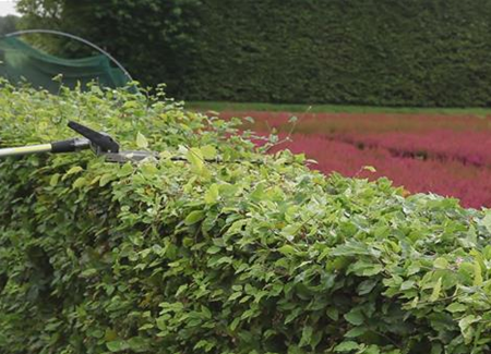 Rotbuche - Heckenförmig Zurückschneiden Rotbuche - Heckenförmig Zurückschneiden