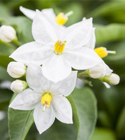 Der Sommerjasmin – alles andere als unscheinbar