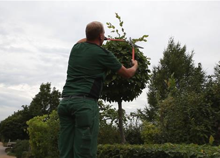 Hainbuche - Kugelförmig zurückschneiden Hainbuche - Kugelförmig zurückschneiden