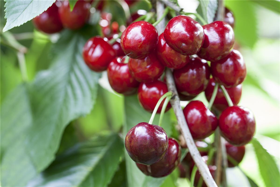 Süßkirsche 'Burlat' Süßkirsche 'Burlat'