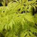 Sambucus racemosa 'Golden Lace'
