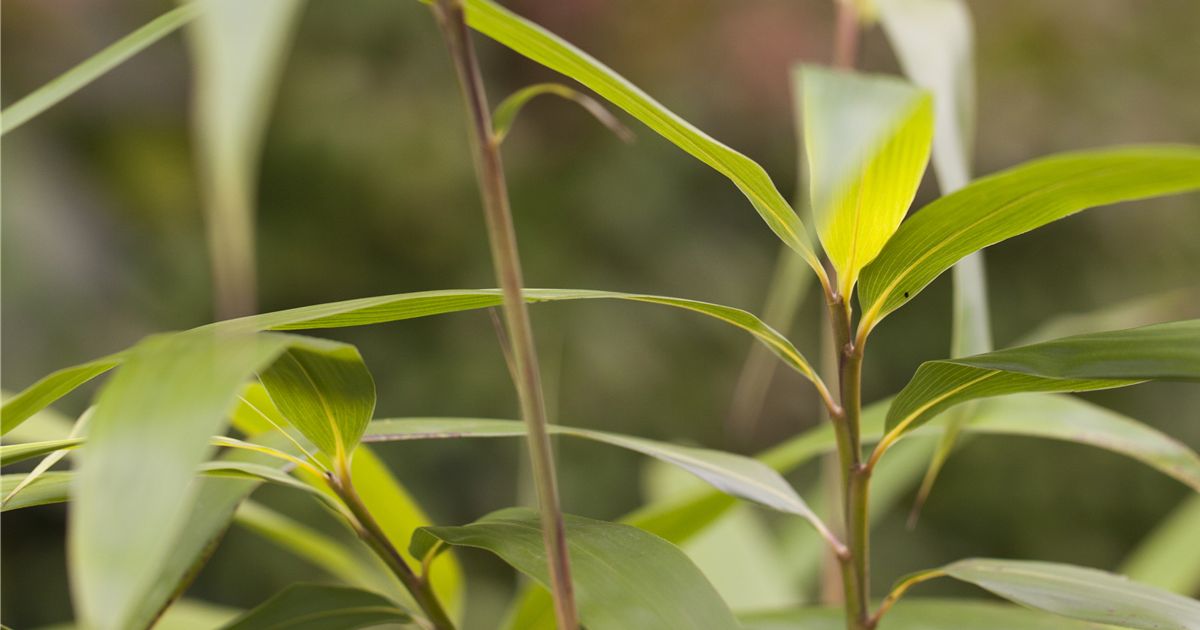 Pseudosasa japonica, Maketebambus