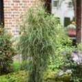 Platycladus orientalis