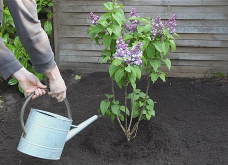 Flieder - Einpflanzen im Garten Flieder - Einpflanzen im Garten