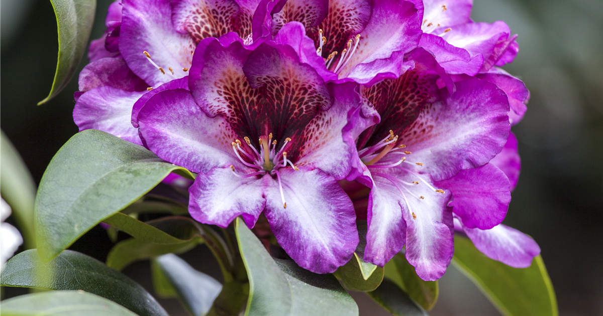 Rhododendron 'Hans Hachmann'