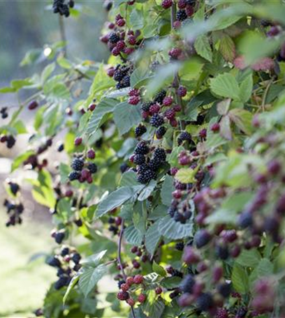 Der Obstgarten – viele Leckereien für große und kleine Naschkatzen