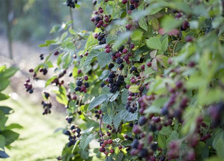 Brombeeren – wilde Leckereien mit langer Tradition Brombeeren – wilde Leckereien mit langer Tradition