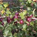 Ribes x nidigrolaria