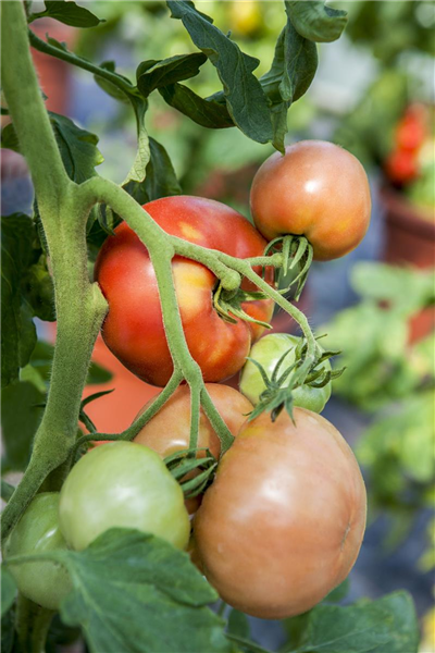 Tomate 'Berner Rose' Tomate 'Berner Rose'