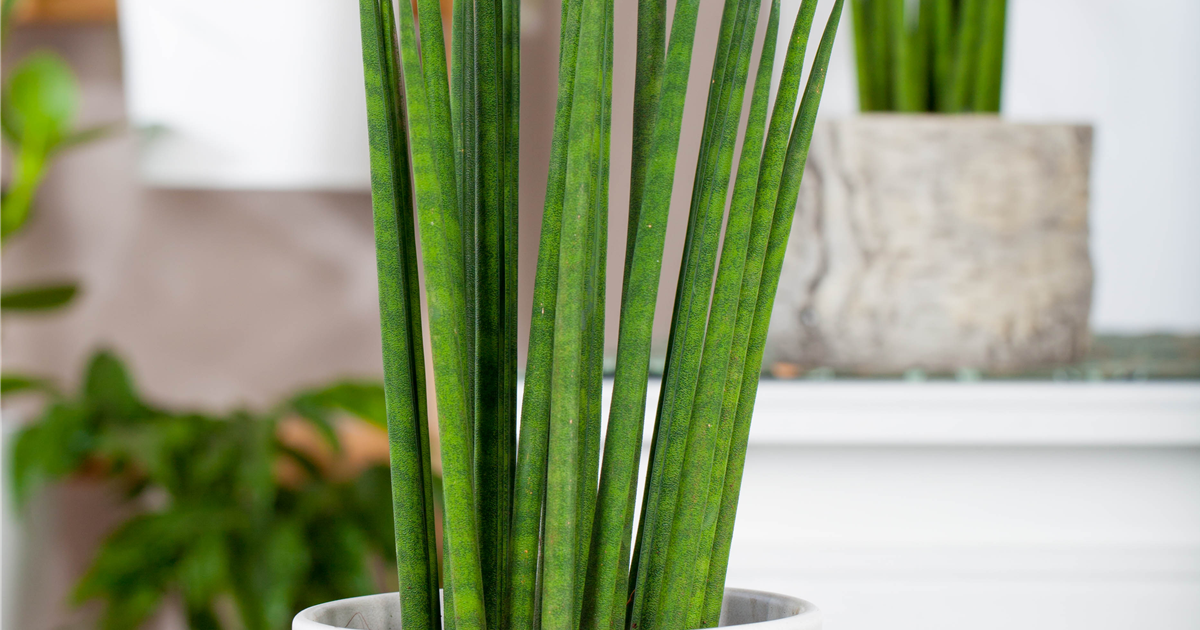 Sansevieria cylindrica 'Fernwood Mikado', Bogenhanf 'Fernwood Mikado'