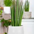 Sansevieria cylindrica 'Fernwood Mikado'