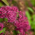 Spiraea japonica 'Dart´s Red'